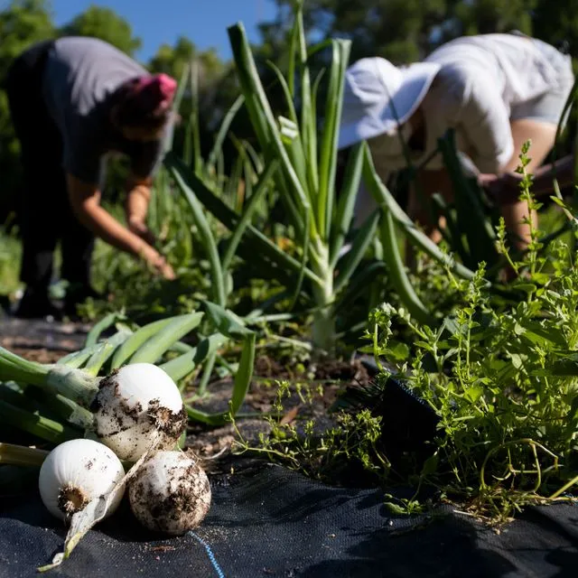 thumbnail for publication: International Volunteering: #1 What It Is and How to Apply